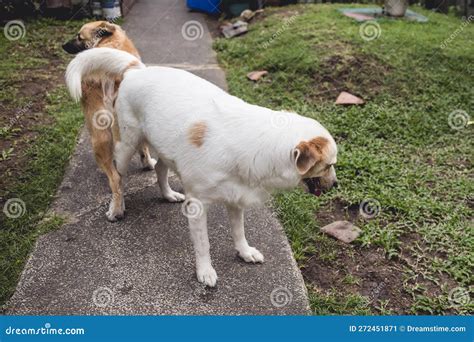 dogs tied after mating